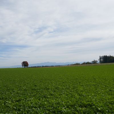 055 Ein letzter Blick auf den Säntis